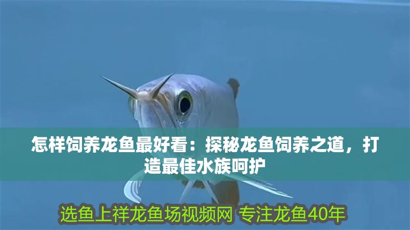 怎樣飼養(yǎng)龍魚最好看：探秘龍魚飼養(yǎng)之道，打造最佳水族呵護