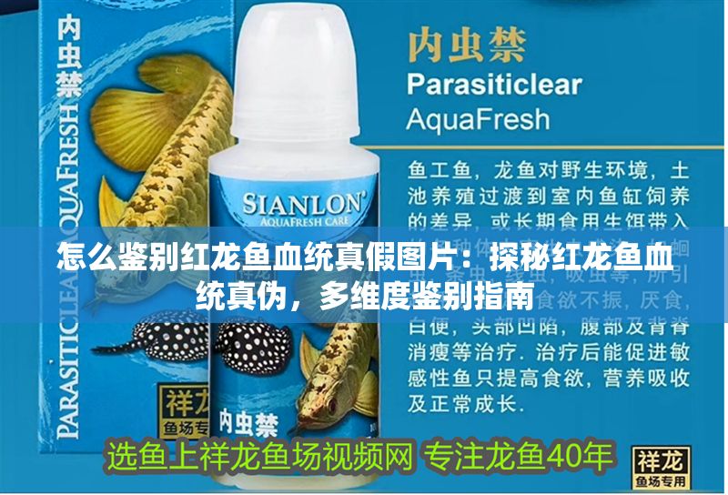 怎么鑒別紅龍魚(yú)血統(tǒng)真假圖片：探秘紅龍魚(yú)血統(tǒng)真?zhèn)危嗑S度鑒別指南 怎么鑒別紅龍魚(yú)血統(tǒng)真假圖片：探秘紅龍魚(yú)血統(tǒng)真?zhèn)危嗑S度鑒別指南 龍魚(yú)百科 第1張