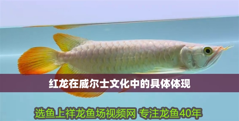 紅龍在威爾士文化中的具體體現
