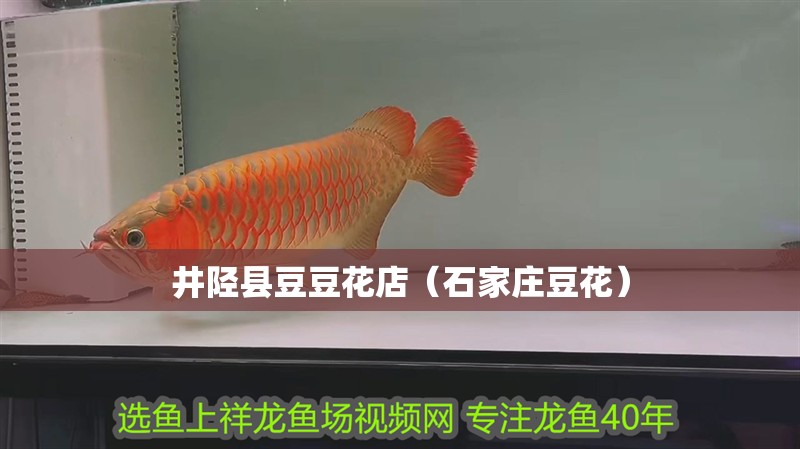 井陘縣豆豆花店（石家莊豆花） 井陘縣豆豆花店（石家莊豆花） 全國水族館企業名錄