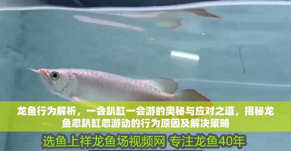 龍魚行為解析,一會趴缸一會游的奧秘與應對之道,揭秘龍魚忽趴缸忽游動的行為原因及解決策略 龍魚常見疾病 第1張 龍魚行為解析,一會趴缸一會游的奧秘與應對之道,揭秘龍魚忽趴缸忽游動的行為原因及解決策略 龍魚行為解析,一會趴缸一會游的奧秘與應對之道,揭秘龍魚忽趴缸忽游動的行為原因及解決策略 龍魚常見疾病 第1張