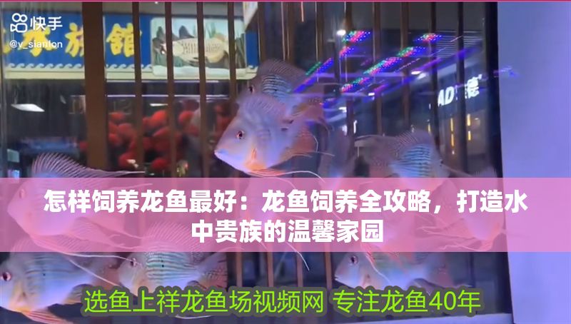 怎樣飼養(yǎng)龍魚最好：龍魚飼養(yǎng)全攻略，打造水中貴族的溫馨家園