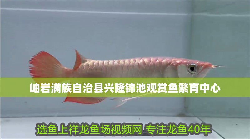 岫巖滿族自治縣興隆錦池觀賞魚繁育中心