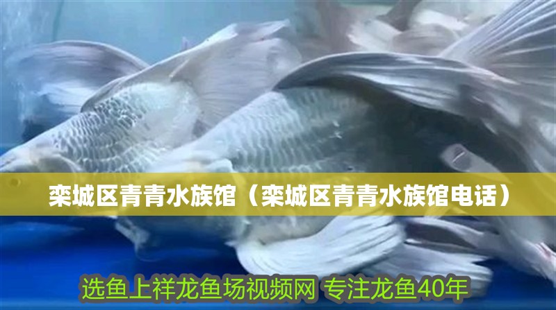 欒城區青青水族館（欒城區青青水族館電話）