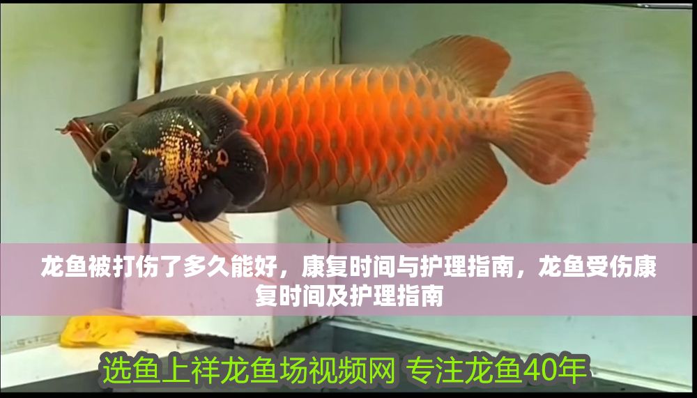 龍魚被打傷了多久能好，康復時間與護理指南，龍魚受傷康復時間及護理指南