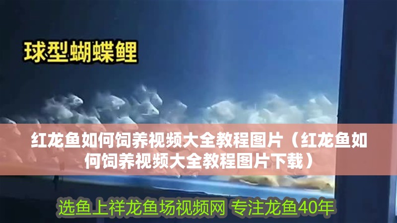 紅龍魚如何飼養(yǎng)視頻大全教程圖片（紅龍魚如何飼養(yǎng)視頻大全教程圖片下載）