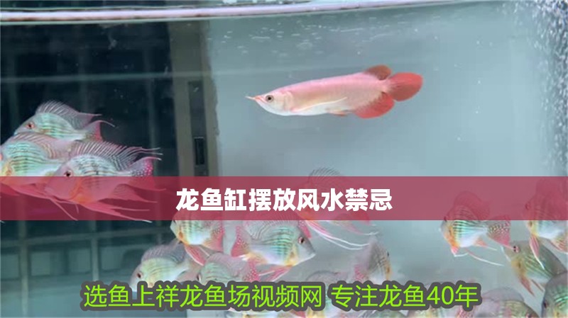 龍魚缸擺放風水禁忌
