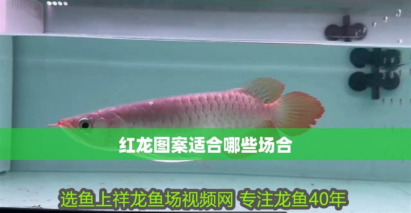 紅龍圖案適合哪些場合