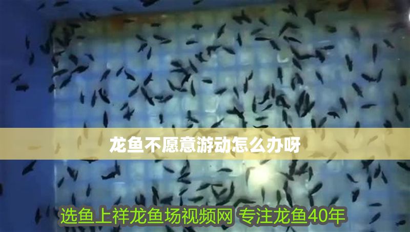 龍魚不愿意游動怎么辦呀