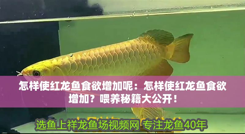 怎樣使紅龍魚食欲增加呢：怎樣使紅龍魚食欲增加？喂養秘籍大公開！