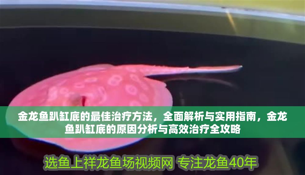 金龍魚趴缸底的最佳治療方法，全面解析與實用指南，金龍魚趴缸底的原因分析與高效治療全攻略