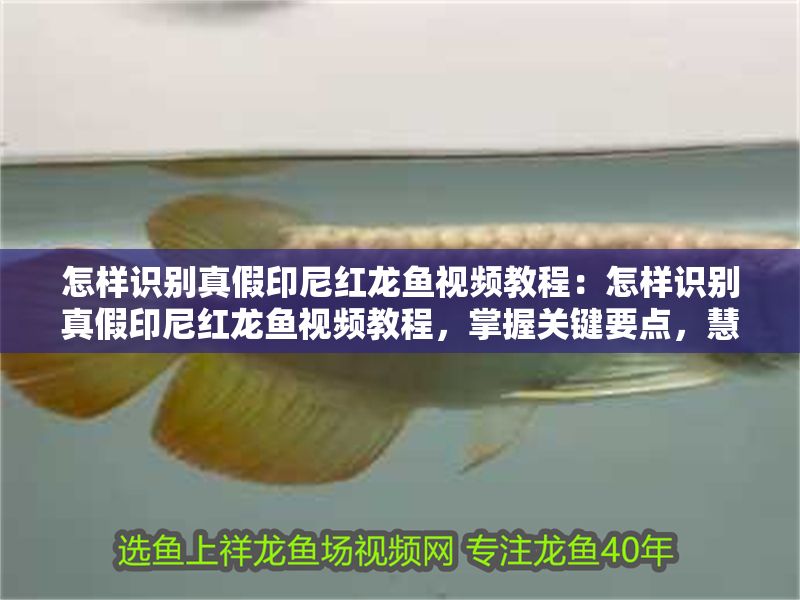 怎樣識別真假印尼紅龍魚視頻教程：怎樣識別真假印尼紅龍魚視頻教程，掌握關鍵要點，慧眼識真
