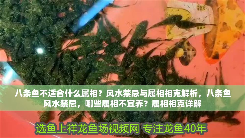 八條魚不適合什么屬相？風水禁忌與屬相相克解析，八條魚風水禁忌，哪些屬相不宜養？屬相相克詳解 八條魚不適合什么屬相？風水禁忌與屬相相克解析，八條魚風水禁忌，哪些屬相不宜養？屬相相克詳解 龍魚百科 第1張