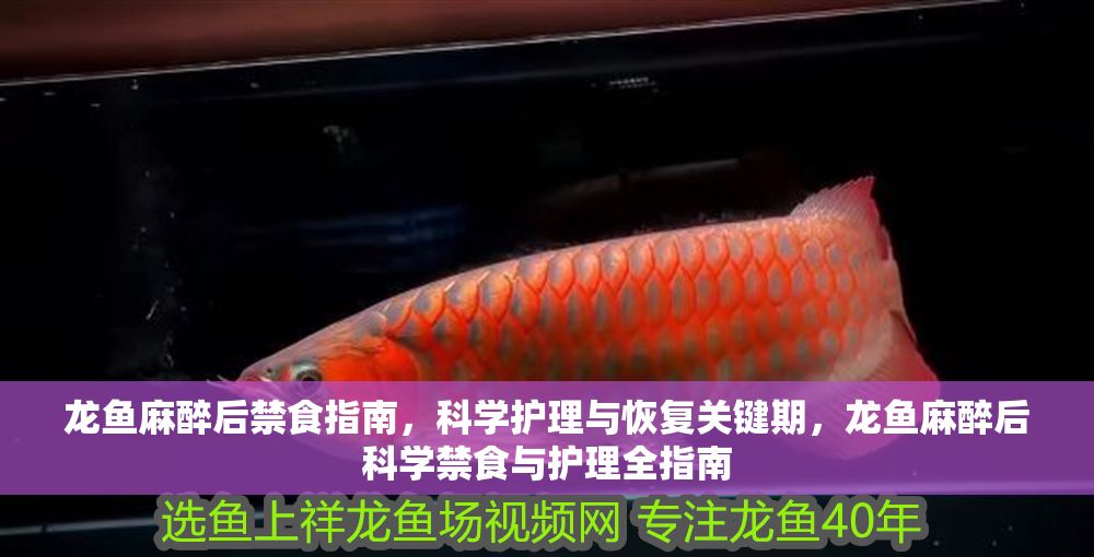 龍魚麻醉后禁食指南，科學護理與恢復關鍵期，龍魚麻醉后科學禁食與護理全指南