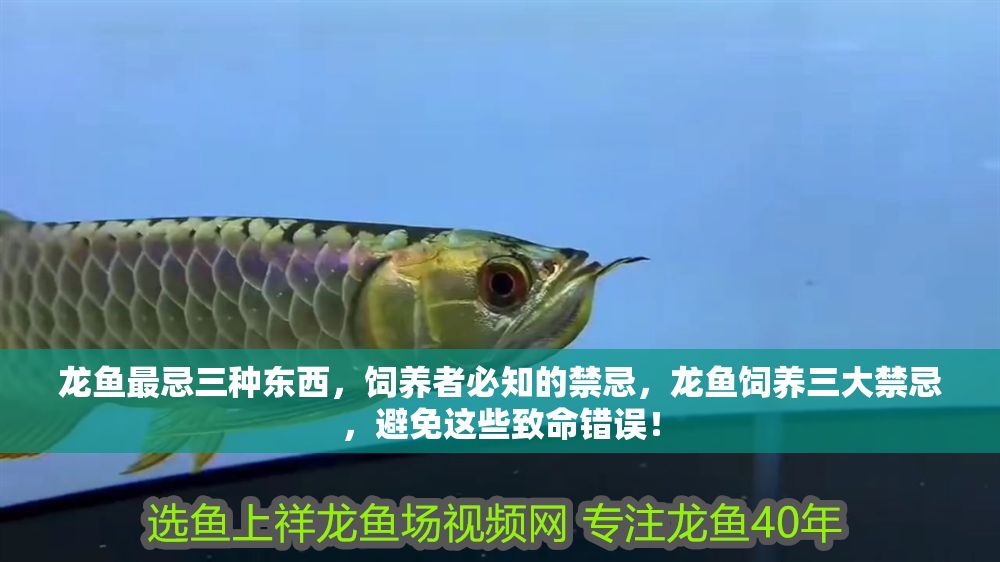 龍魚最忌三種東西，飼養(yǎng)者必知的禁忌，龍魚飼養(yǎng)三大禁忌，避免這些致命錯(cuò)誤！