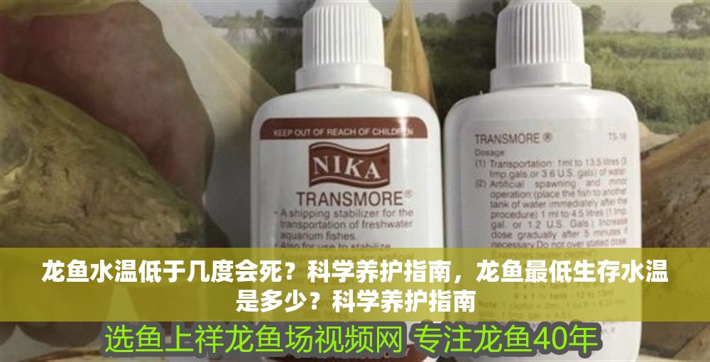 龍魚水溫低于幾度會(huì)死？科學(xué)養(yǎng)護(hù)指南，龍魚最低生存水溫是多少？科學(xué)養(yǎng)護(hù)指南