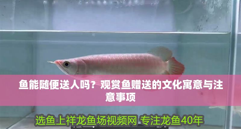 詳細(xì)閱讀:魚(yú)能隨便送人嗎?觀賞魚(yú)贈(zèng)送的文化寓意與注意事項(xiàng) 魚(yú)能隨便送人嗎?觀賞魚(yú)贈(zèng)送的文化寓意與注意事項(xiàng)