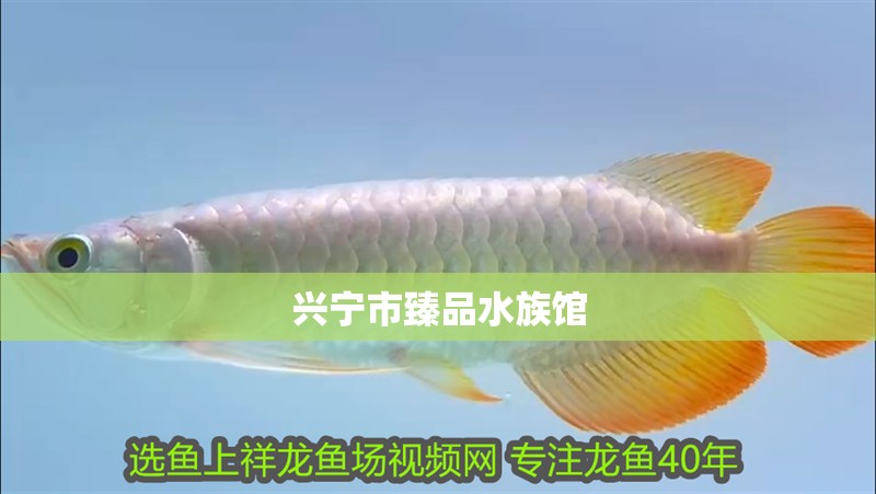 興寧市臻品水族館 興寧市臻品水族館 全國水族館企業名錄