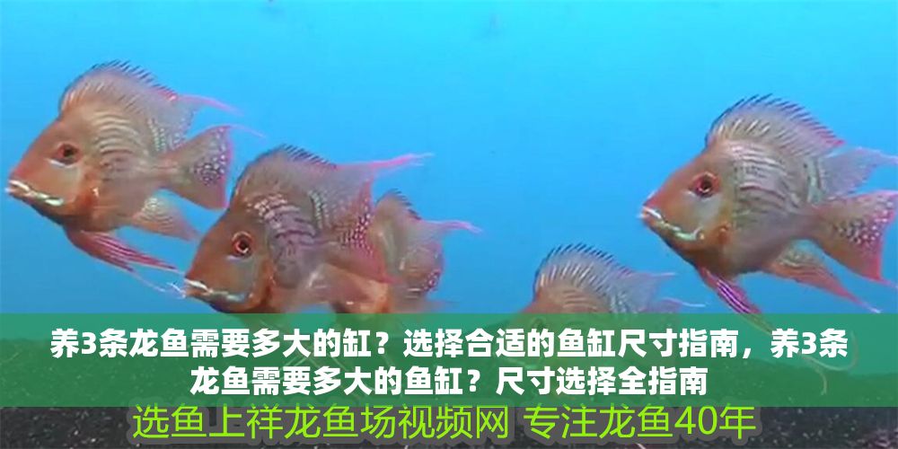 養3條龍魚需要多大的缸?選擇合適的魚缸尺寸指南,養3條龍魚需要多大的魚缸?尺寸選擇全指南 龍魚百科 第1張 養3條龍魚需要多大的缸?選擇合適的魚缸尺寸指南,養3條龍魚需要多大的魚缸?尺寸選擇全指南 養3條龍魚需要多大的缸?選擇合適的魚缸尺寸指南,養3條龍魚需要多大的魚缸?尺寸選擇全指南 龍魚百科 第1張