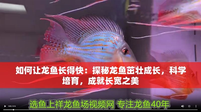 如何讓龍魚長得快：探秘龍魚茁壯成長，科學培育，成就長寬之美