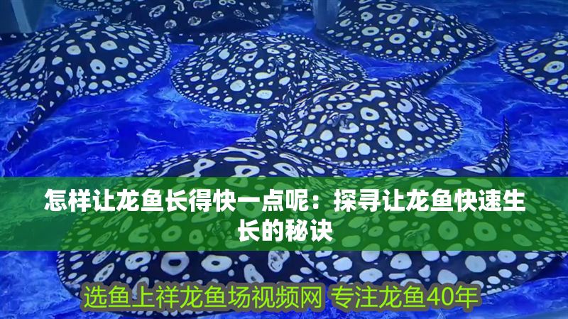 怎樣讓龍魚長得快一點呢：探尋讓龍魚快速生長的秘訣
