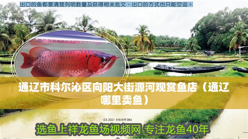 通遼市科爾沁區向陽大街源河觀賞魚店（通遼哪里賣魚）