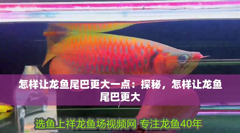 怎樣讓龍魚尾巴更大一點：探秘，怎樣讓龍魚尾巴更大