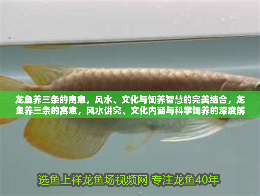 龍魚養三條的寓意，風水、文化與飼養智慧的完美結合，龍魚養三條的寓意，風水講究、文化內涵與科學飼養的深度解析