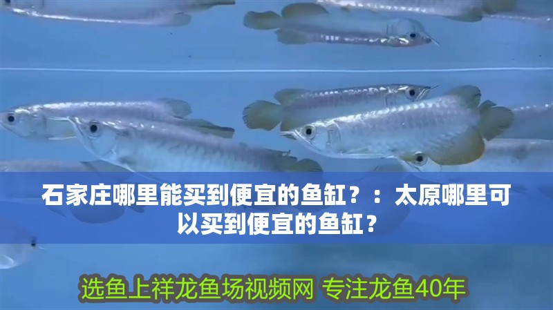 石家莊哪里能買到便宜的魚缸？：太原哪里可以買到便宜的魚缸？
