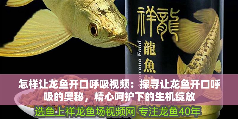 怎樣讓龍魚開口呼吸視頻：探尋讓龍魚開口呼吸的奧秘，精心呵護下的生機綻放