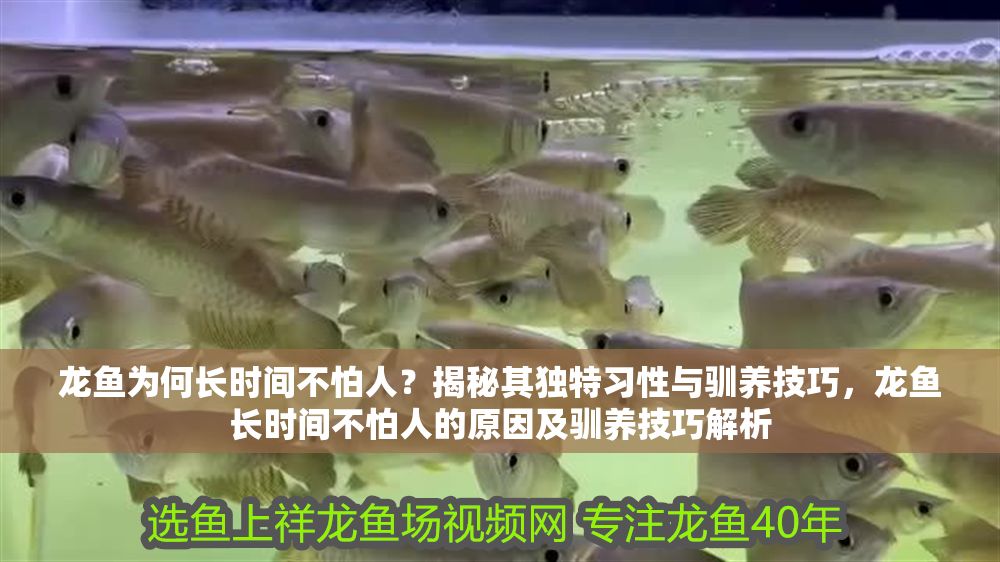 龍魚為何長時間不怕人？揭秘其獨特習性與馴養技巧，龍魚長時間不怕人的原因及馴養技巧解析
