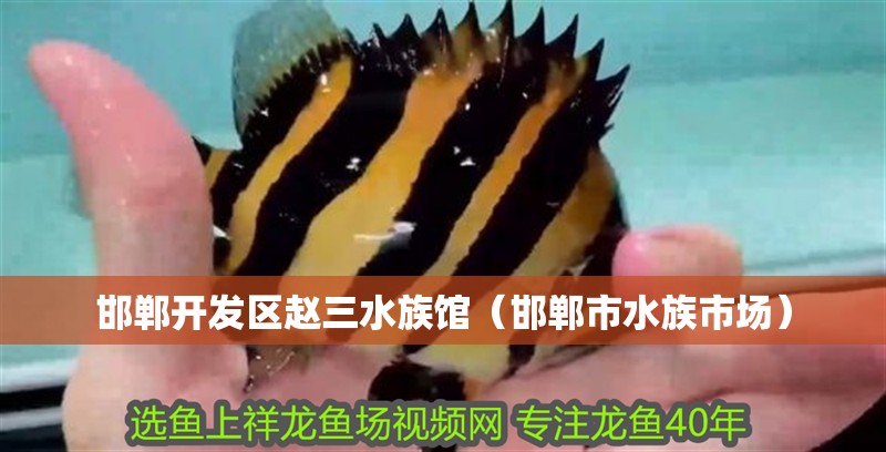 邯鄲開發(fā)區(qū)趙三水族館（邯鄲市水族市場(chǎng)） 邯鄲開發(fā)區(qū)趙三水族館（邯鄲市水族市場(chǎng)） 全國水族館企業(yè)名錄