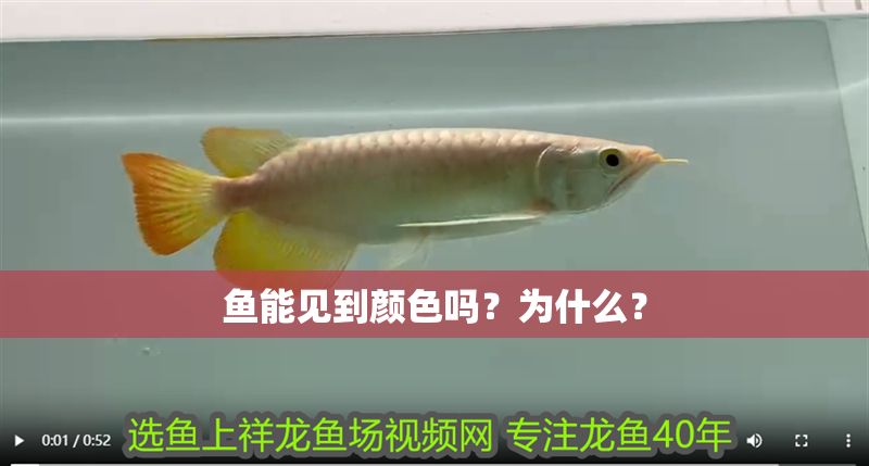 魚能見到顏色嗎？為什么？ 魚能見到顏色嗎？為什么？ 龍魚百科 第1張