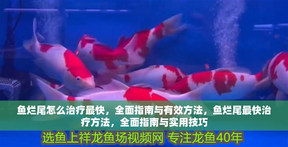 魚爛尾怎么治療最快，全面指南與有效方法，魚爛尾最快治療方法，全面指南與實(shí)用技巧