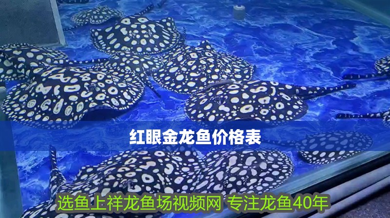 紅眼金龍魚價格表