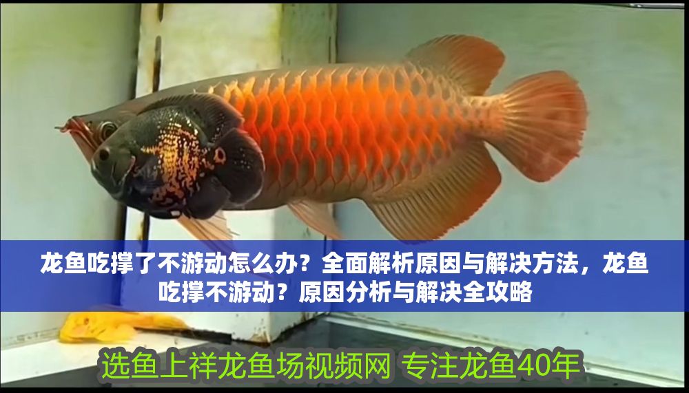 龍魚吃撐了不游動怎么辦？全面解析原因與解決方法，龍魚吃撐不游動？原因分析與解決全攻略