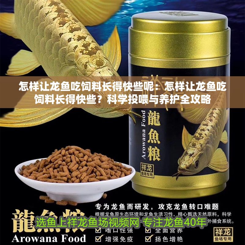 怎樣讓龍魚吃飼料長得快些呢：怎樣讓龍魚吃飼料長得快些？科學(xué)投喂與養(yǎng)護全攻略