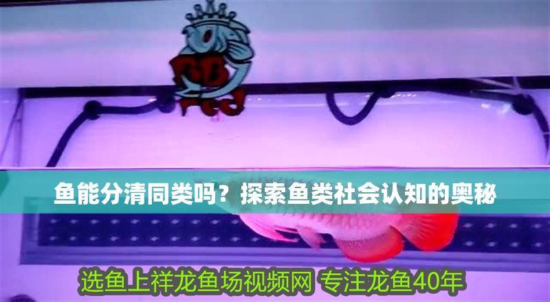 魚能分清同類嗎?探索魚類社會認知的奧秘 龍魚百科 第1張 魚能分清同類嗎?探索魚類社會認知的奧秘 魚能分清同類嗎?探索魚類社會認知的奧秘 龍魚百科 第1張