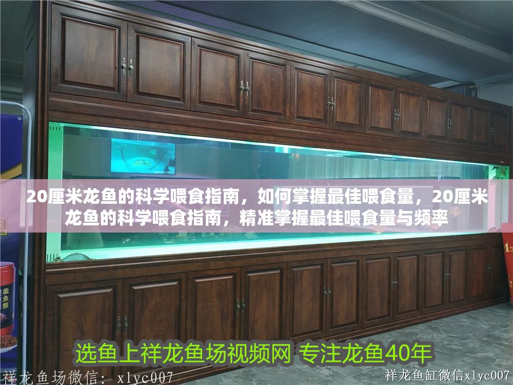 20厘米龍魚的科學(xué)喂食指南，如何掌握最佳喂食量，20厘米龍魚的科學(xué)喂食指南，精準(zhǔn)掌握最佳喂食量與頻率