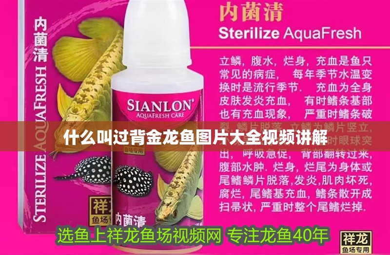 什么叫過背金龍魚圖片大全視頻講解