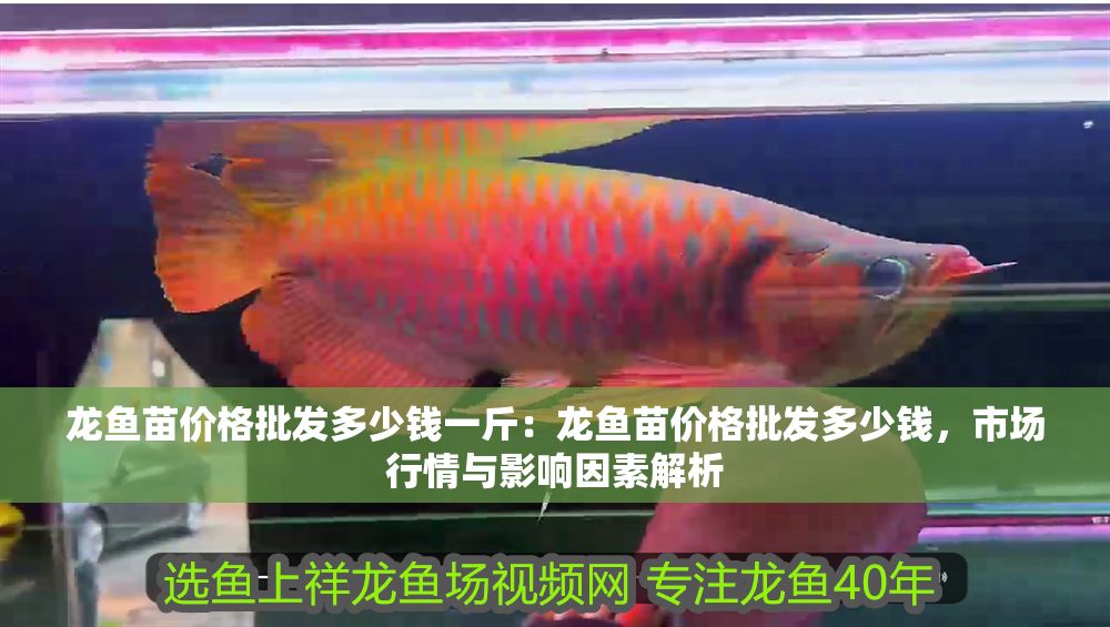 龍魚苗價格批發多少錢一斤：龍魚苗價格批發多少錢，市場行情與影響因素解析