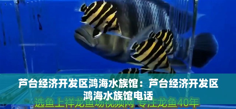 蘆臺經(jīng)濟開發(fā)區(qū)鴻海水族館：蘆臺經(jīng)濟開發(fā)區(qū)鴻海水族館電話