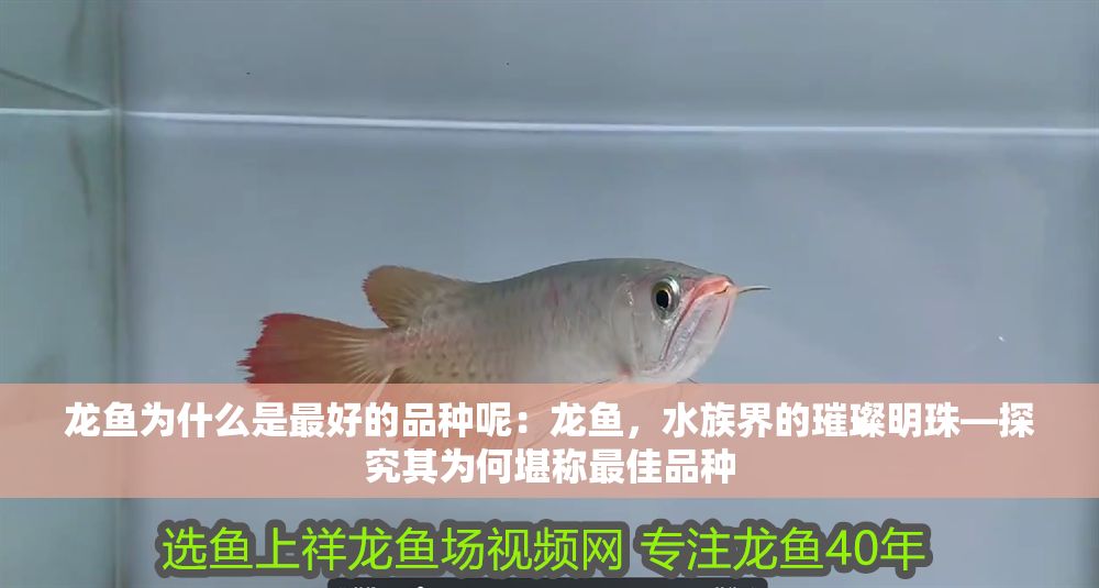 龍魚為什么是最好的品種呢：龍魚，水族界的璀璨明珠—探究其為何堪稱最佳品種