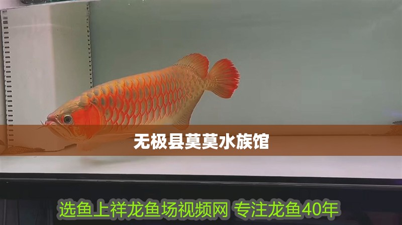 無極縣莫莫水族館 無極縣莫莫水族館 全國水族館企業名錄