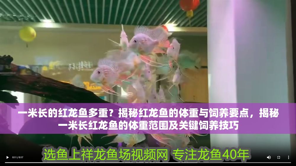 一米長的紅龍魚多重？揭秘紅龍魚的體重與飼養要點，揭秘一米長紅龍魚的體重范圍及關鍵飼養技巧 一米長的紅龍魚多重？揭秘紅龍魚的體重與飼養要點，揭秘一米長紅龍魚的體重范圍及關鍵飼養技巧 龍魚百科 第1張
