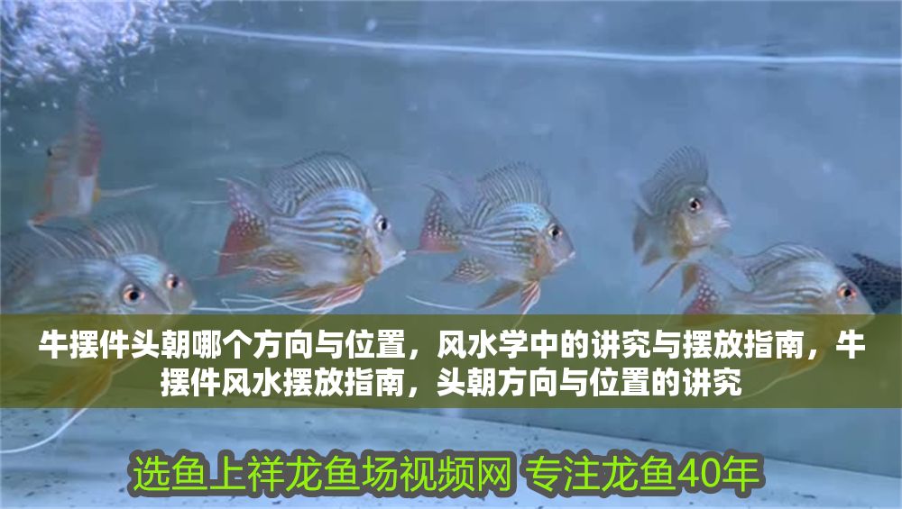 牛擺件頭朝哪個方向與位置，風水學中的講究與擺放指南，牛擺件風水擺放指南，頭朝方向與位置的講究