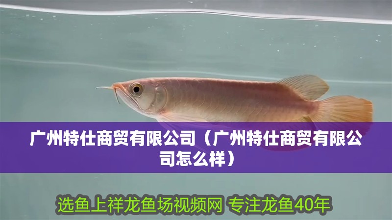 廣州特仕商貿有限公司（廣州特仕商貿有限公司怎么樣）