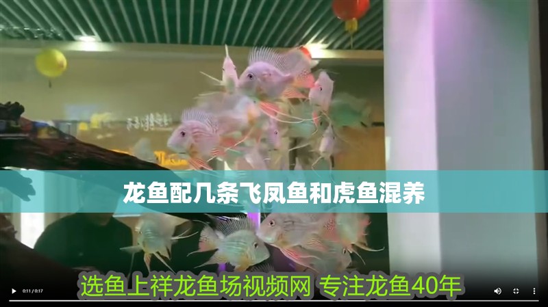 龍魚配幾條飛鳳魚和虎魚混養