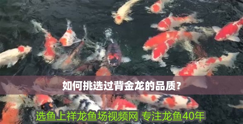 如何挑選過背金龍的品質？