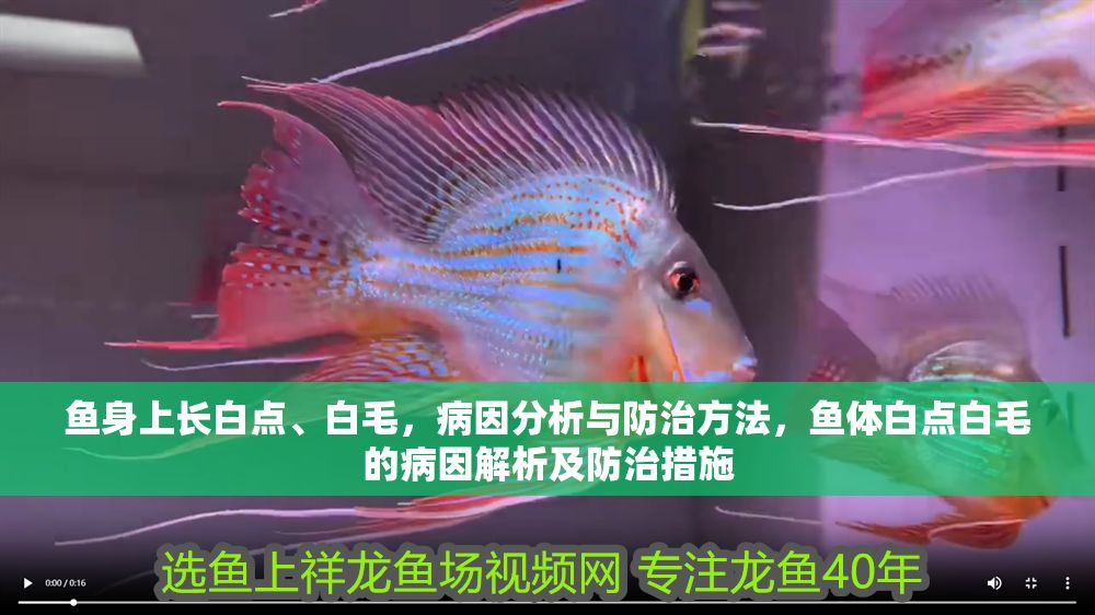 魚(yú)身上長(zhǎng)白點(diǎn)、白毛，病因分析與防治方法，魚(yú)體白點(diǎn)白毛的病因解析及防治措施